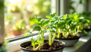 Celery and fennel in the garden: start seedlings indoors in March for transplanting after the last frost