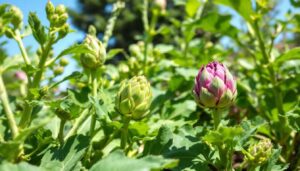 Asparagus and artichoke: these perennial vegetables produce harvests for years after a single spring planting