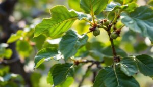 Fig tree: this late-winter trick gets you a second one for free – even for beginners