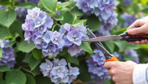The Pruning Mistake Almost Everyone Makes with Hydrangeas in Early Spring