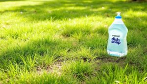 Dish Soap on Your Lawn: The Controversial Hack Dividing Gardening Experts